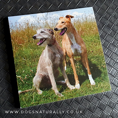 Greyhound & Lurcher Magnetic Note Pad Square